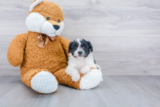 Cute Shih Poo Baby