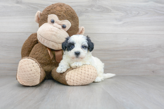 Best Shih Poo Baby