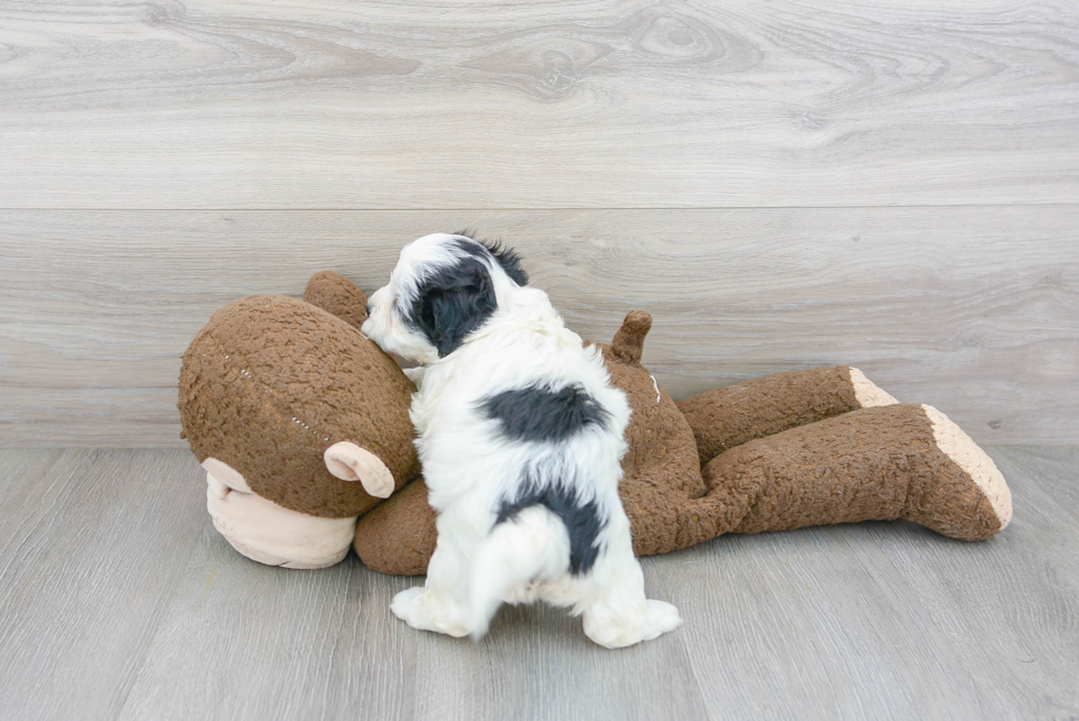 Best Shih Poo Baby