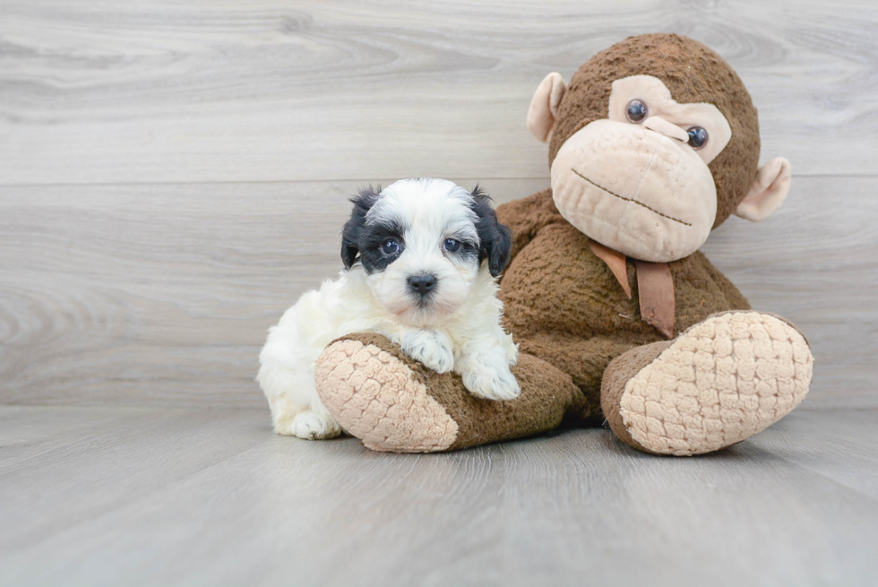 Smart Shih Poo Poodle Mix Pup