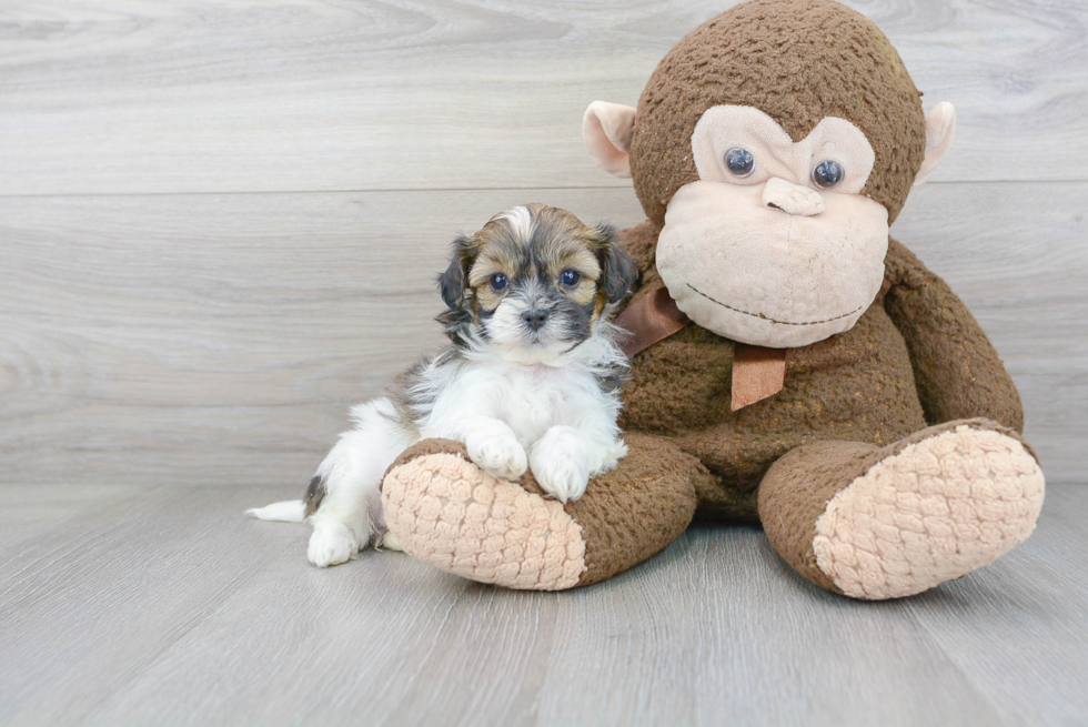 Shih Poo Puppy for Adoption