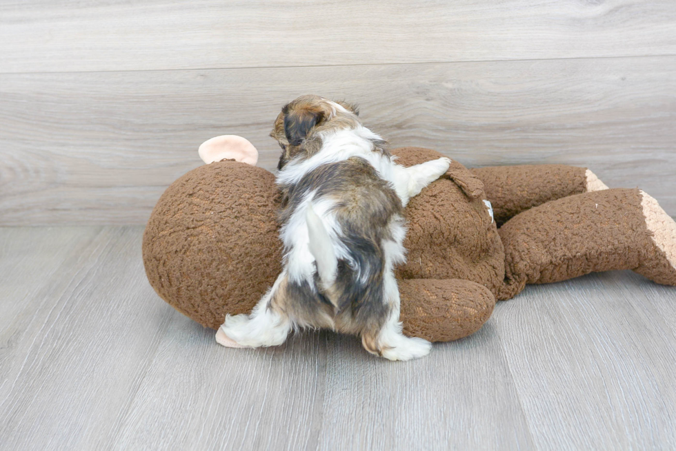 Shih Poo Puppy for Adoption