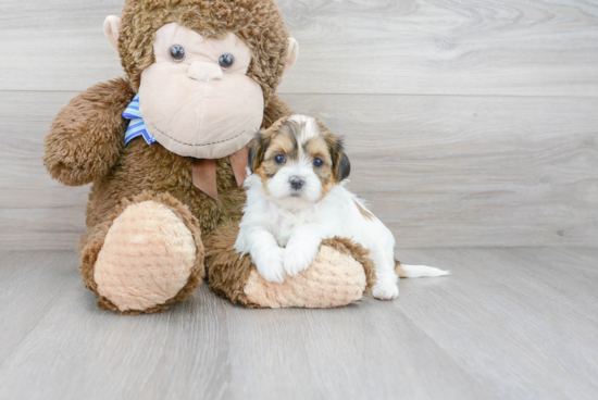 Small Shih Poo Baby