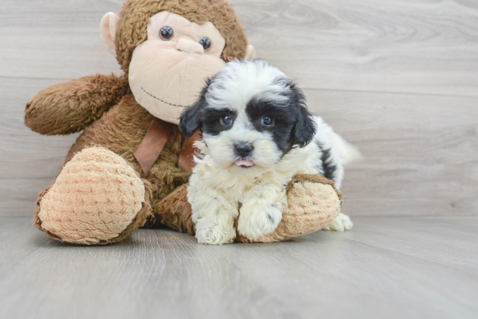 Small Shih Poo Baby