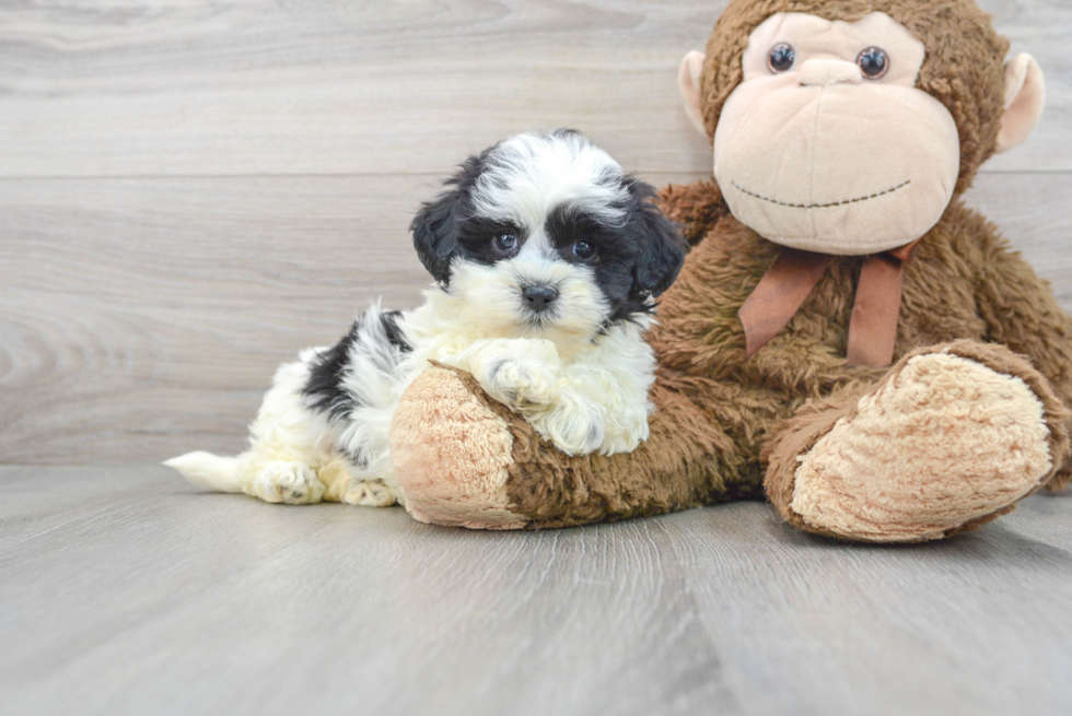 Shih Poo Puppy for Adoption