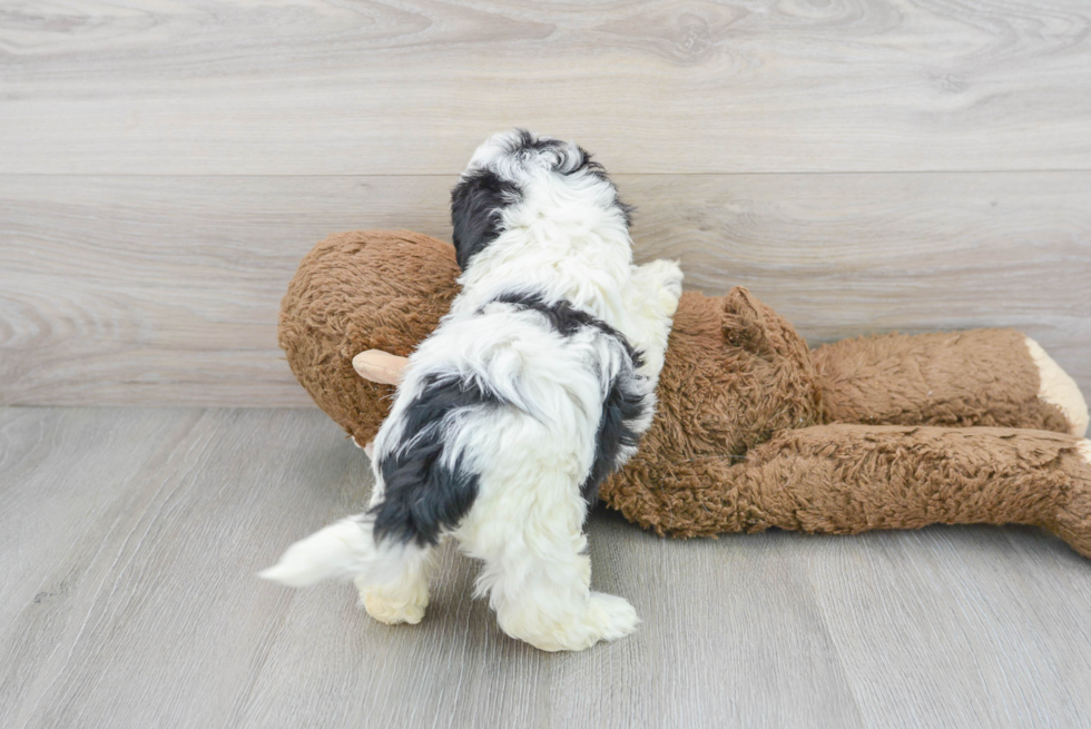 Best Shih Poo Baby