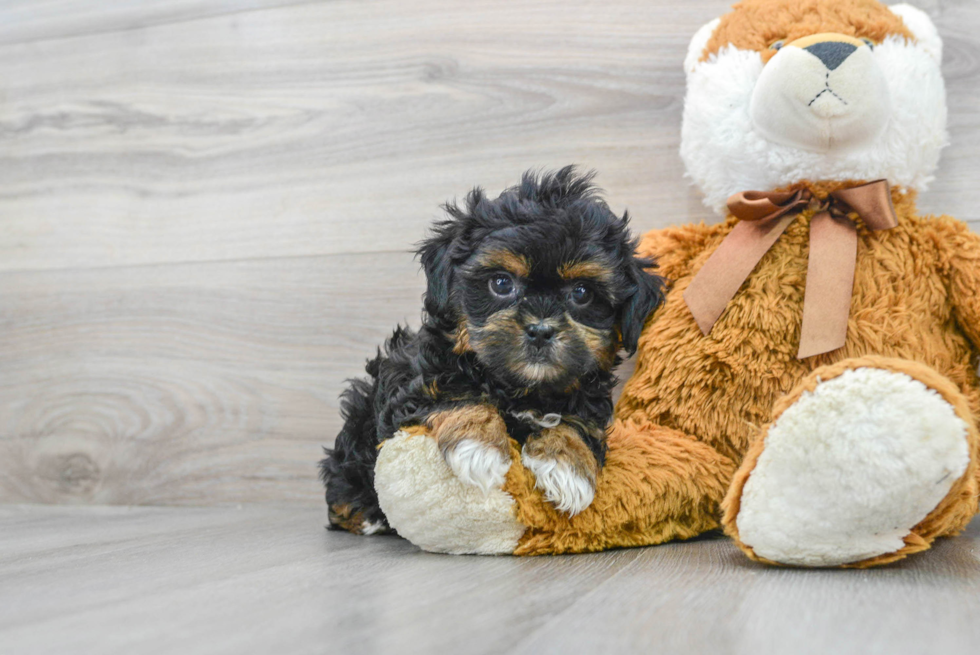 Shih Poo Pup Being Cute