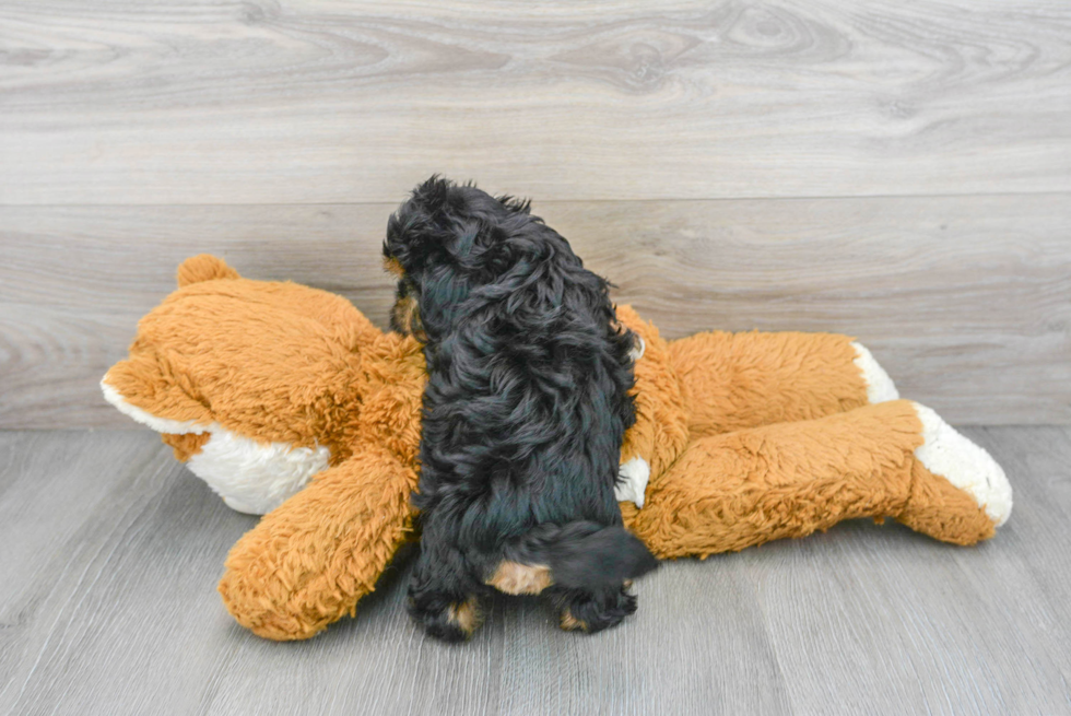 Shih Poo Pup Being Cute