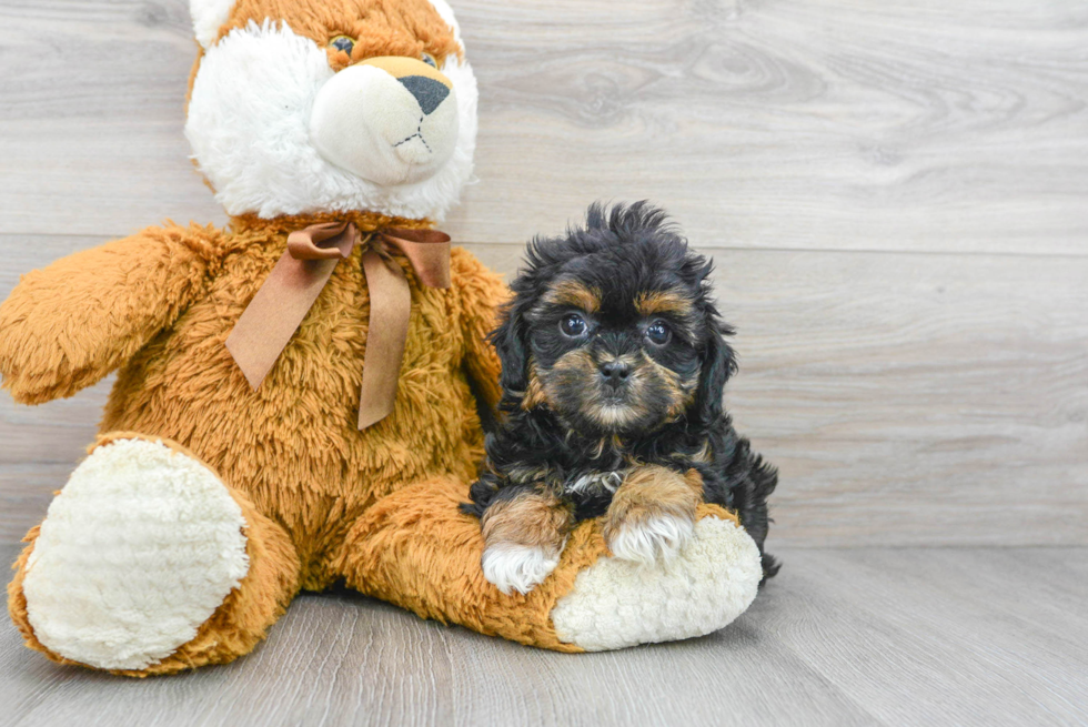 Funny Shih Poo Poodle Mix Pup