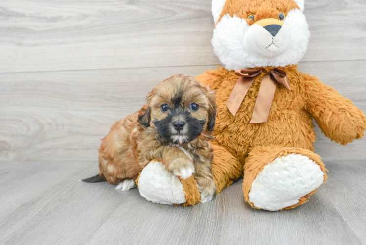 Little Shih Poo Poodle Mix Puppy