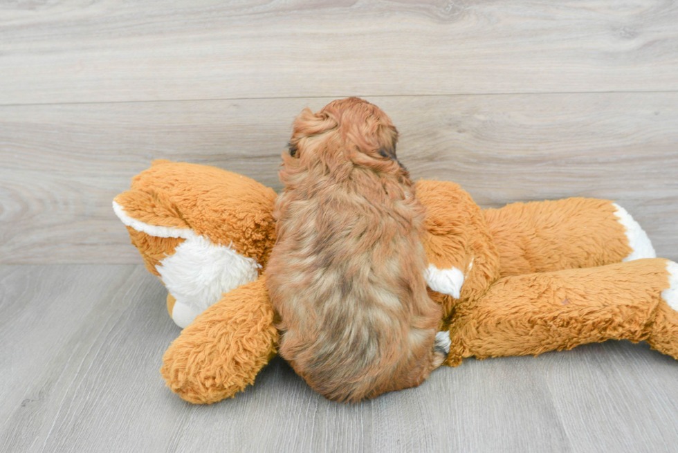 Funny Shih Poo Poodle Mix Pup