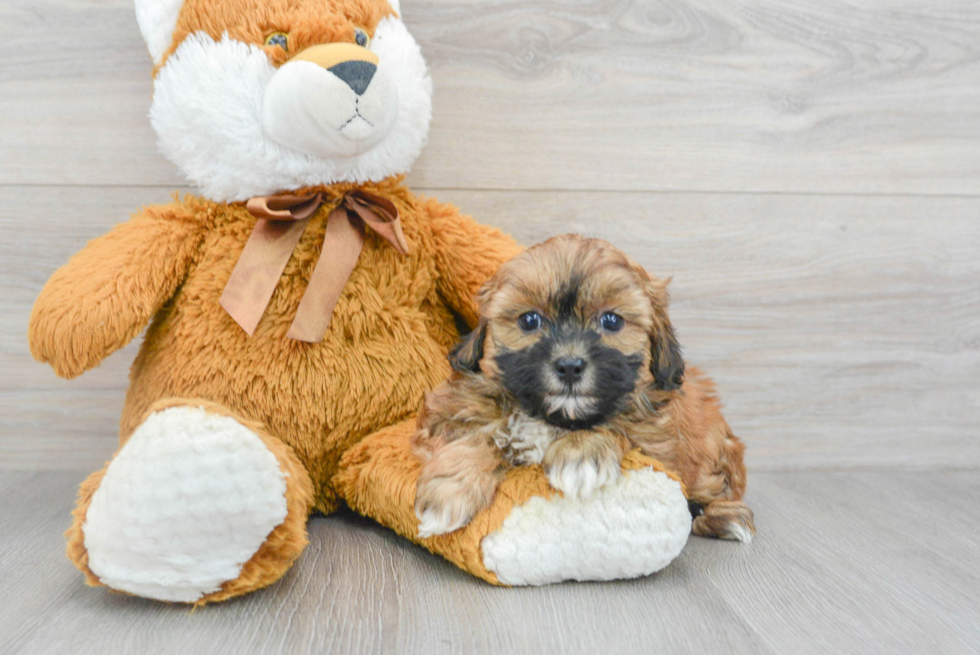 Cute Shih Poo Baby