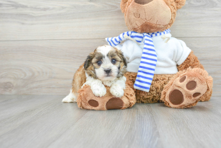 Playful Shih Poo Poodle Mix Puppy