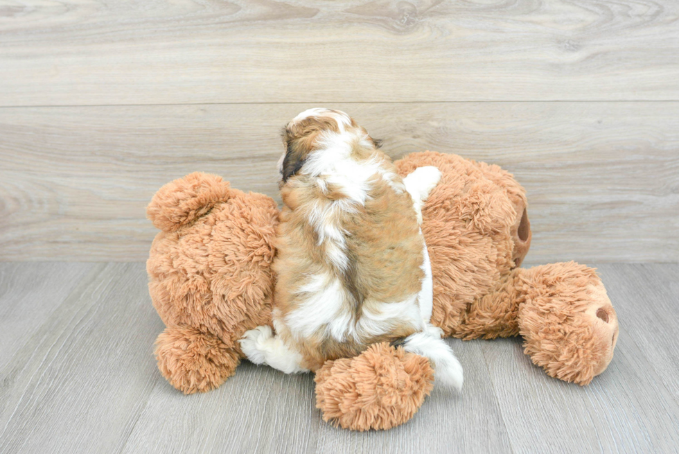 Shih Poo Pup Being Cute