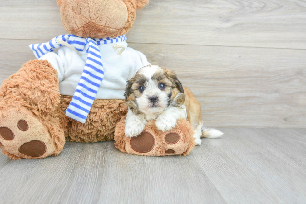 Cute Shih Poo Baby