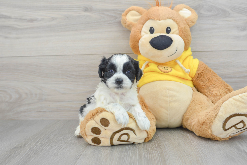 Adorable Shihpoo Poodle Mix Puppy