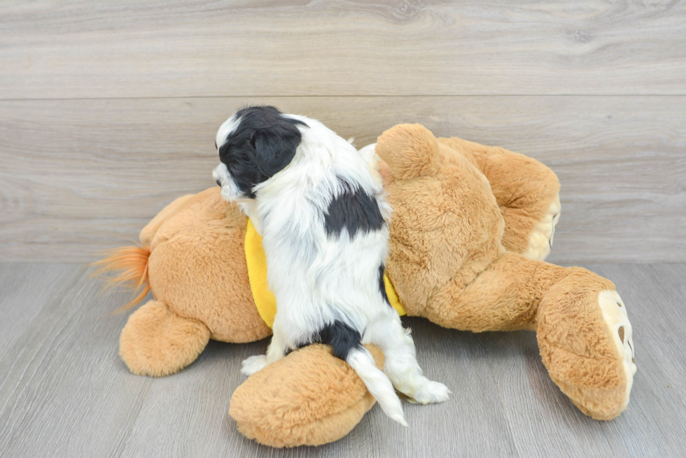 Friendly Shih Poo Baby