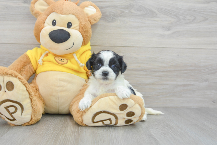 Smart Shih Poo Poodle Mix Pup