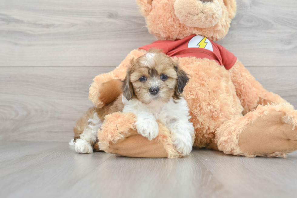 Shih Poo Pup Being Cute