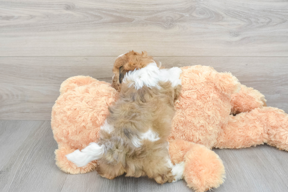 Fluffy Shih Poo Poodle Mix Pup