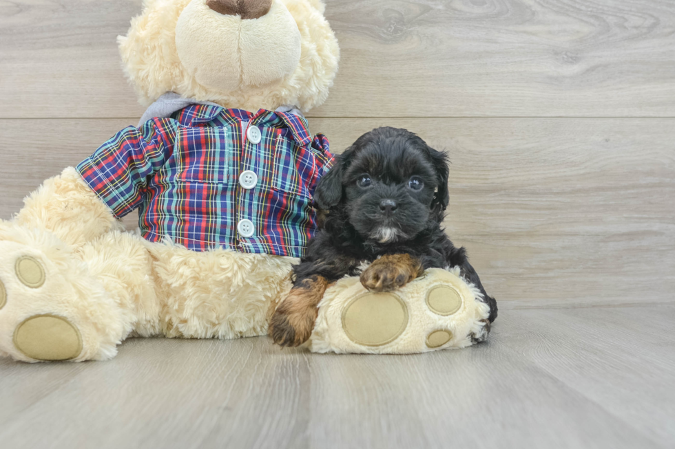 Happy Shih Poo Baby