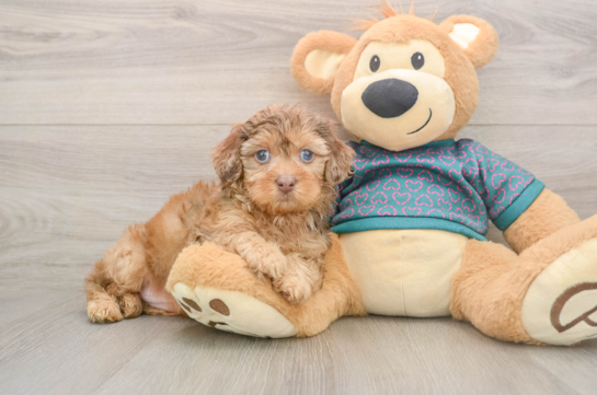 Best Shih Poo Baby