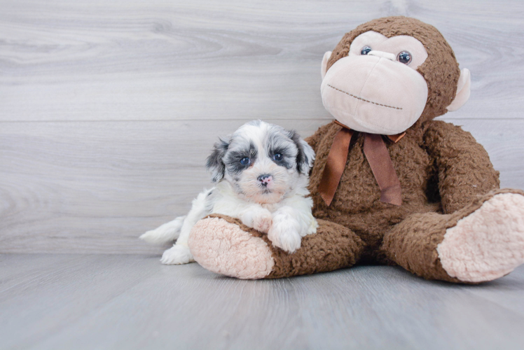 Sweet Shih Poo Baby