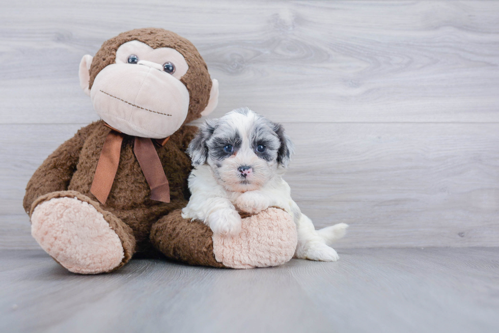 Shih Poo Puppy for Adoption