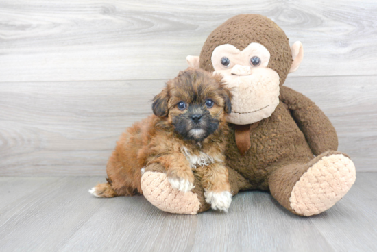 Best Shih Poo Baby