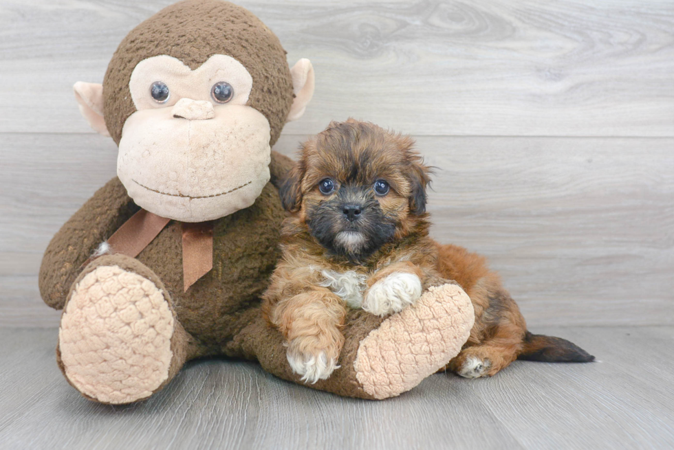 Adorable Shihpoo Poodle Mix Puppy