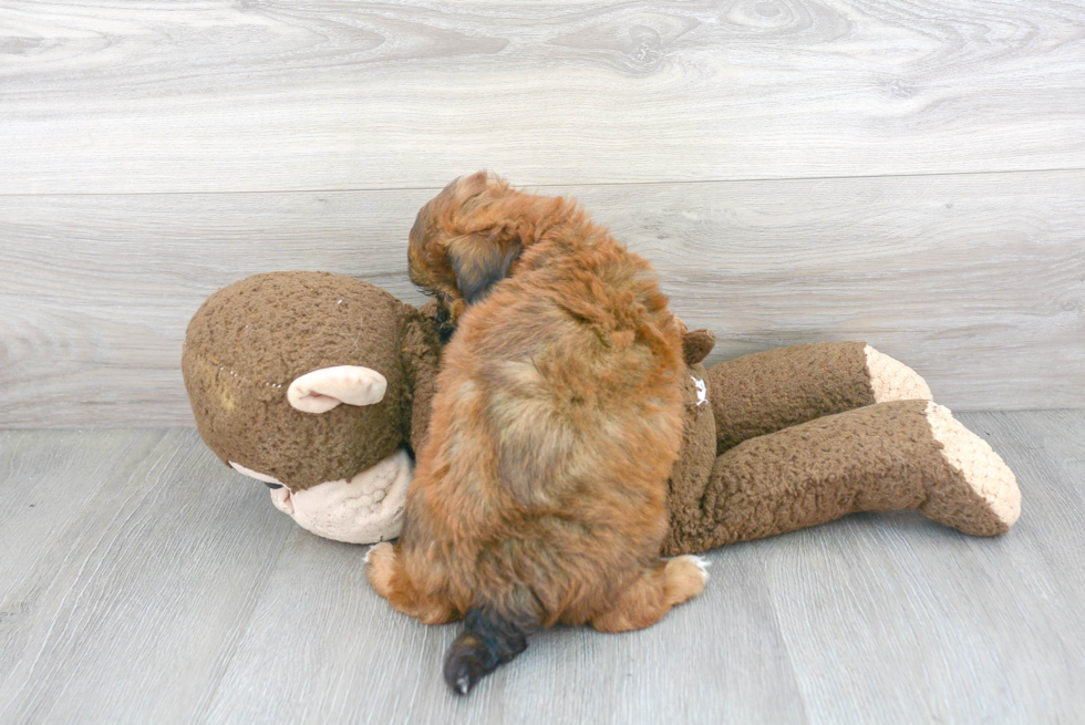 Popular Shih Poo Poodle Mix Pup