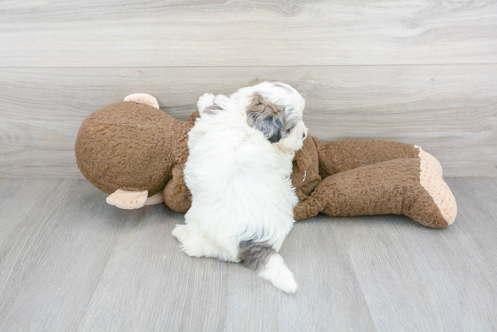 Energetic Shihpoo Poodle Mix Puppy