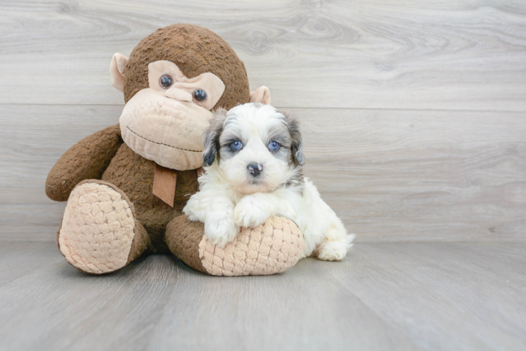 Sweet Shih Poo Baby