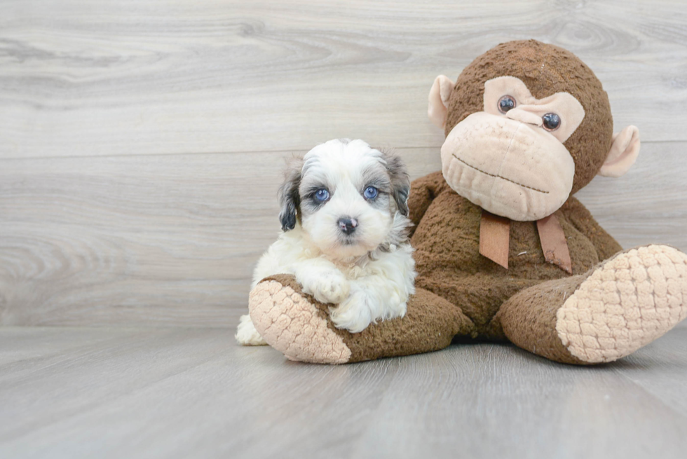 Shih Poo Puppy for Adoption