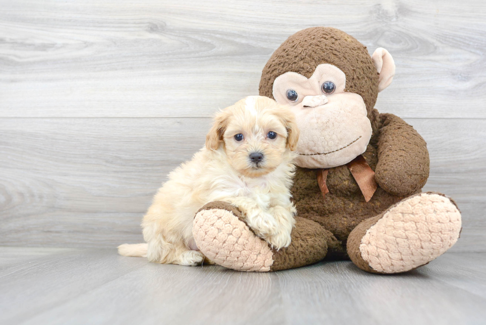 Shih Poo Puppy for Adoption