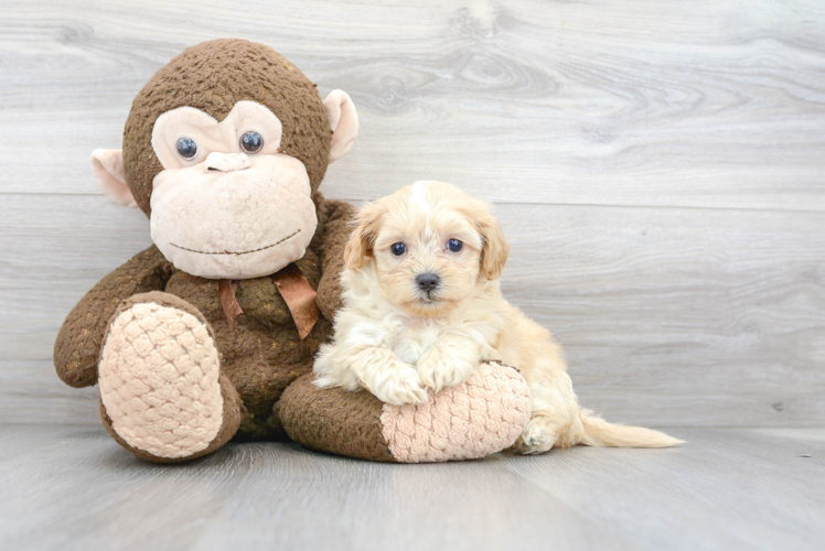 Shih Poo Pup Being Cute