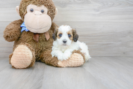 Petite Shih Poo Poodle Mix Pup