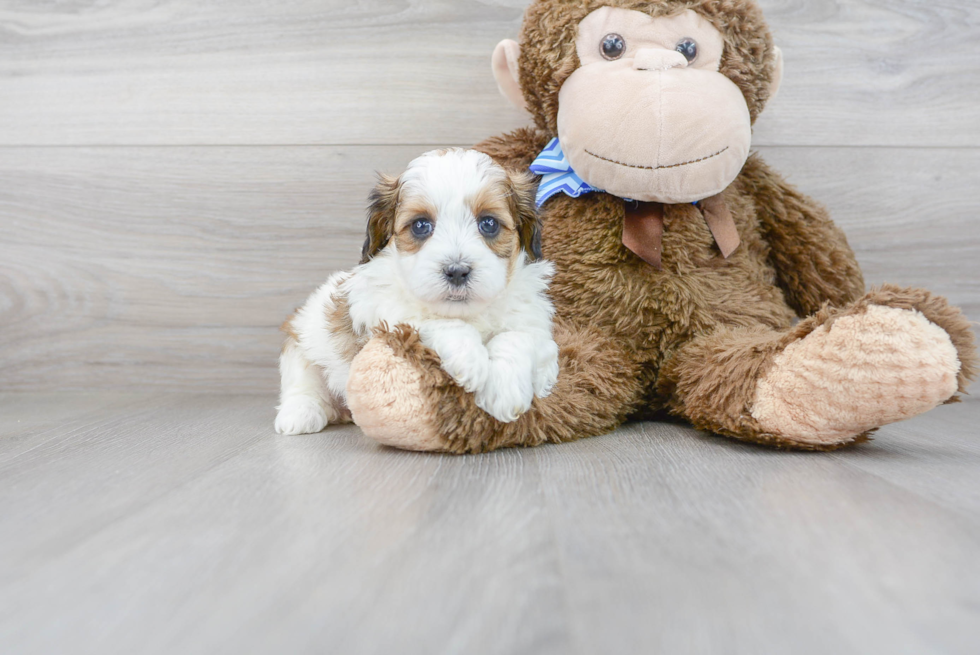 Hypoallergenic Shih Poo Poodle Mix Puppy