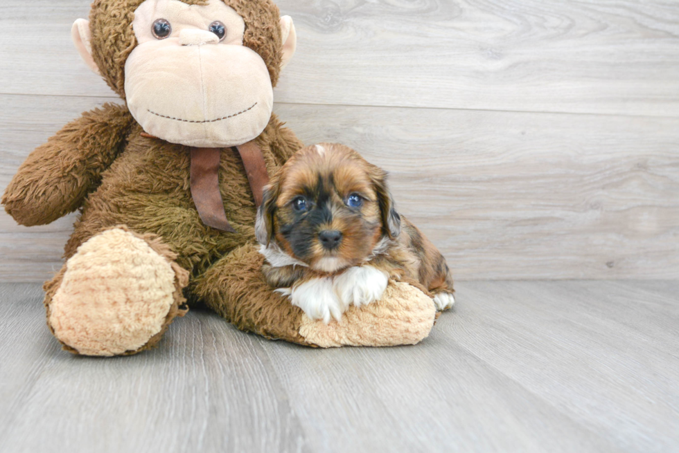Best Shih Poo Baby