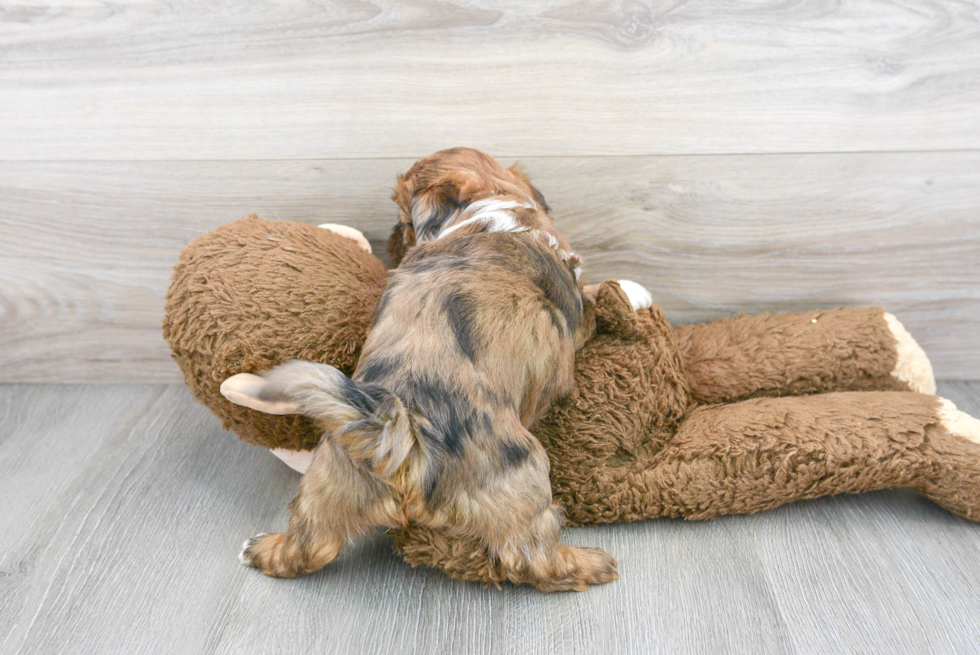 Best Shih Poo Baby