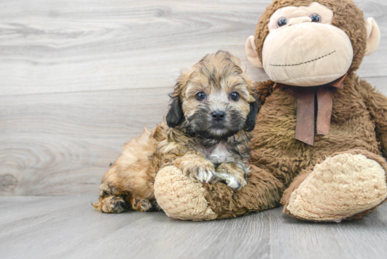 Adorable Shihpoo Poodle Mix Puppy