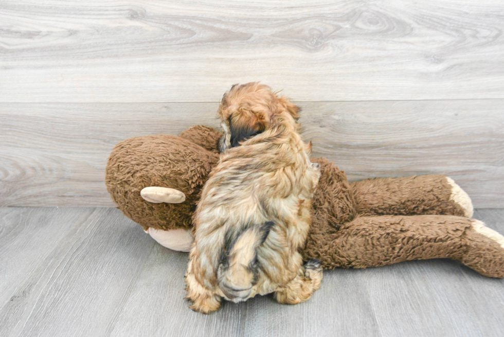 Small Shih Poo Baby