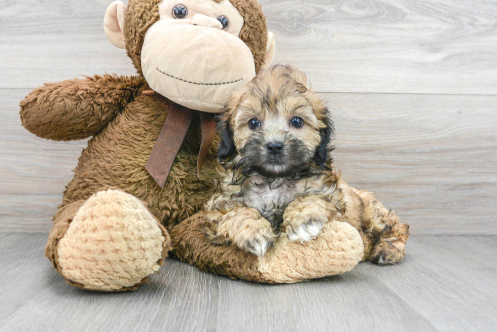 Shih Poo Pup Being Cute