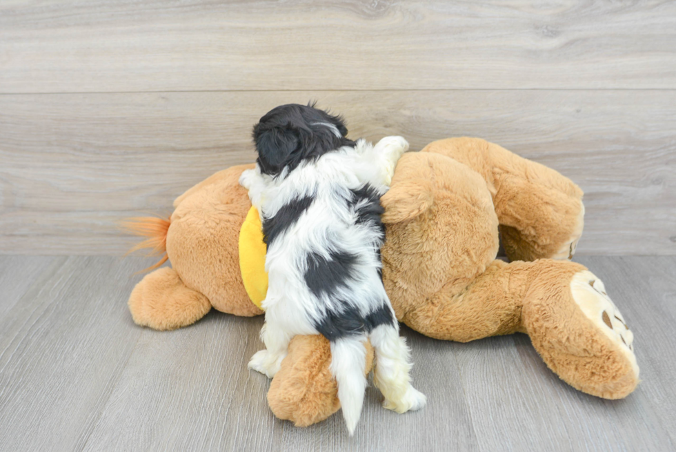 Shih Poo Pup Being Cute