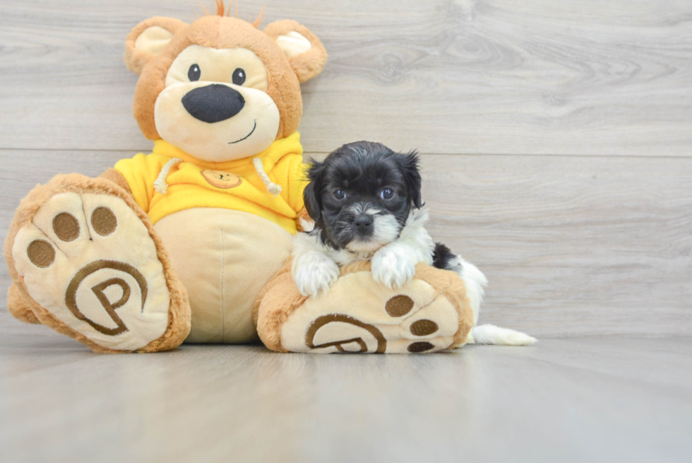 Shih Poo Pup Being Cute