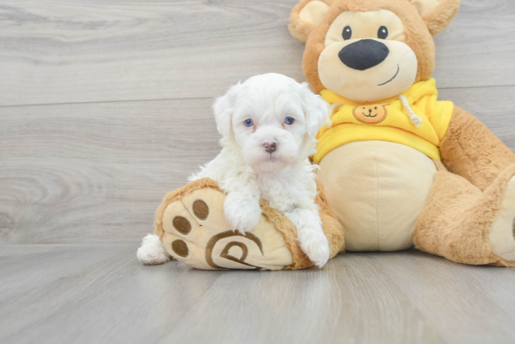 Energetic Shihpoo Poodle Mix Puppy