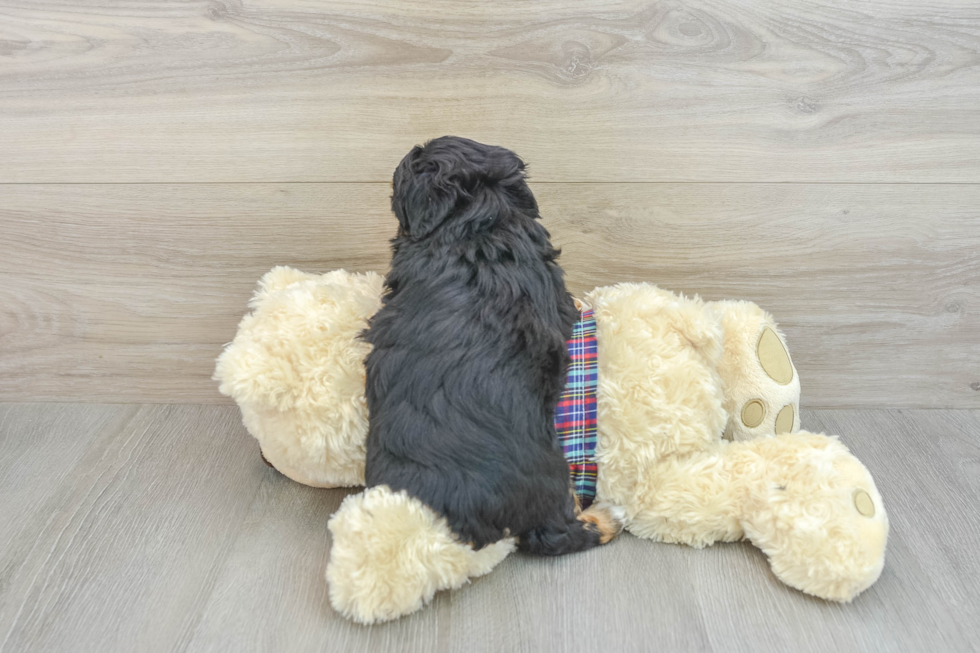 Energetic Shihpoo Poodle Mix Puppy