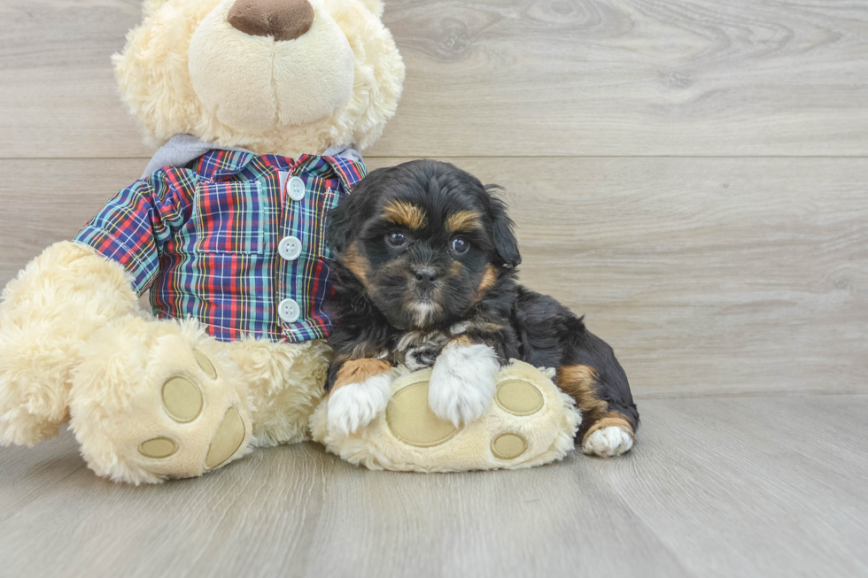 Smart Shih Poo Poodle Mix Pup