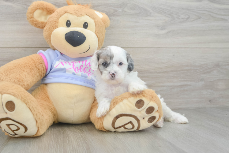 Best Shih Poo Baby