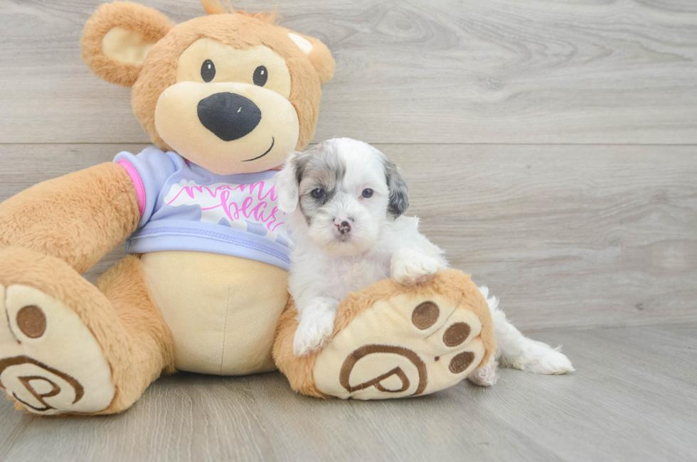 5 week old Shih Poo Puppy For Sale - Premier Pups